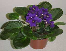 violeta africana saintpaulia