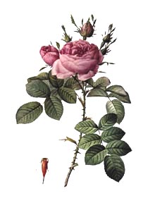 rosa damascena 
