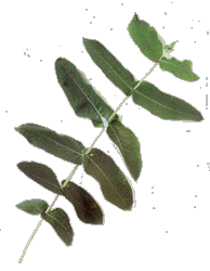 eucalipto.gif (14658 bytes)